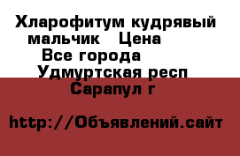 Хларофитум кудрявый мальчик › Цена ­ 30 - Все города  »    . Удмуртская респ.,Сарапул г.